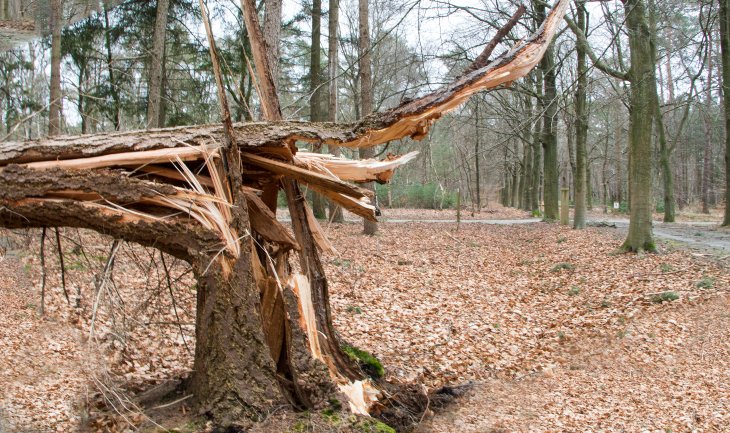 Stormschade Eunice (Domein De Inslag)