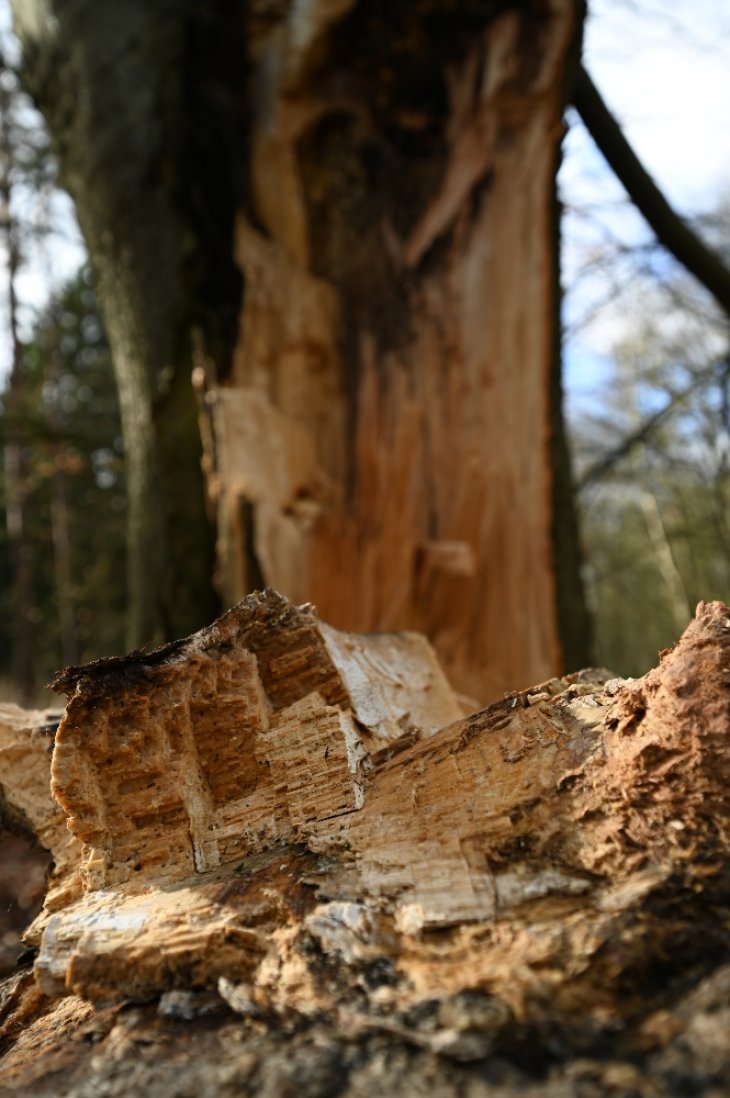 Beschadigde boom in de Miksebaan.