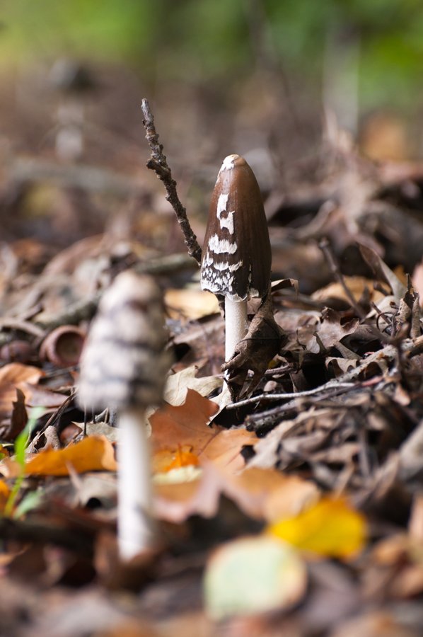 Herfst in Maria-ter-Heide 2019 (2)