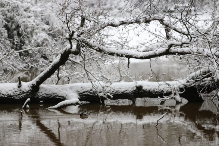 Sneeuw in Maria-ter-Heide.