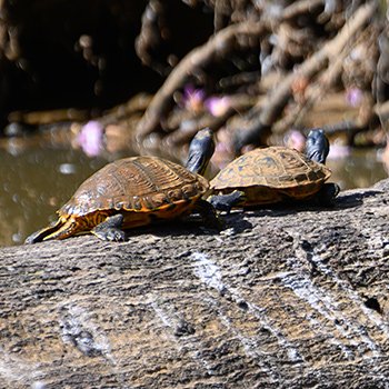 Schildpadden - De Mik