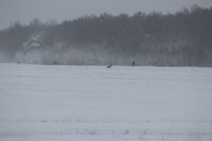 Sneeuw in Maria-ter-Heide.