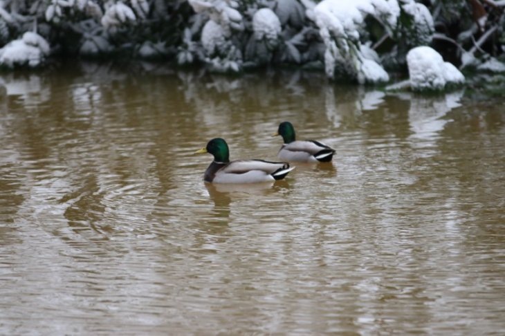 Sneeuw in Maria-ter-Heide.