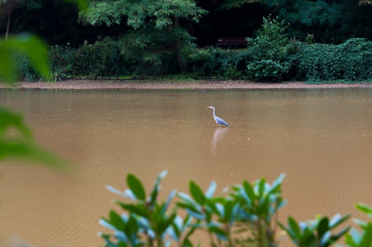 Lage waterstand vijver met reiger