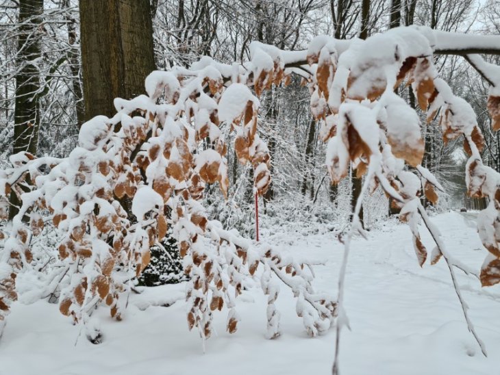 Sneeuw in Maria-ter-Heide.