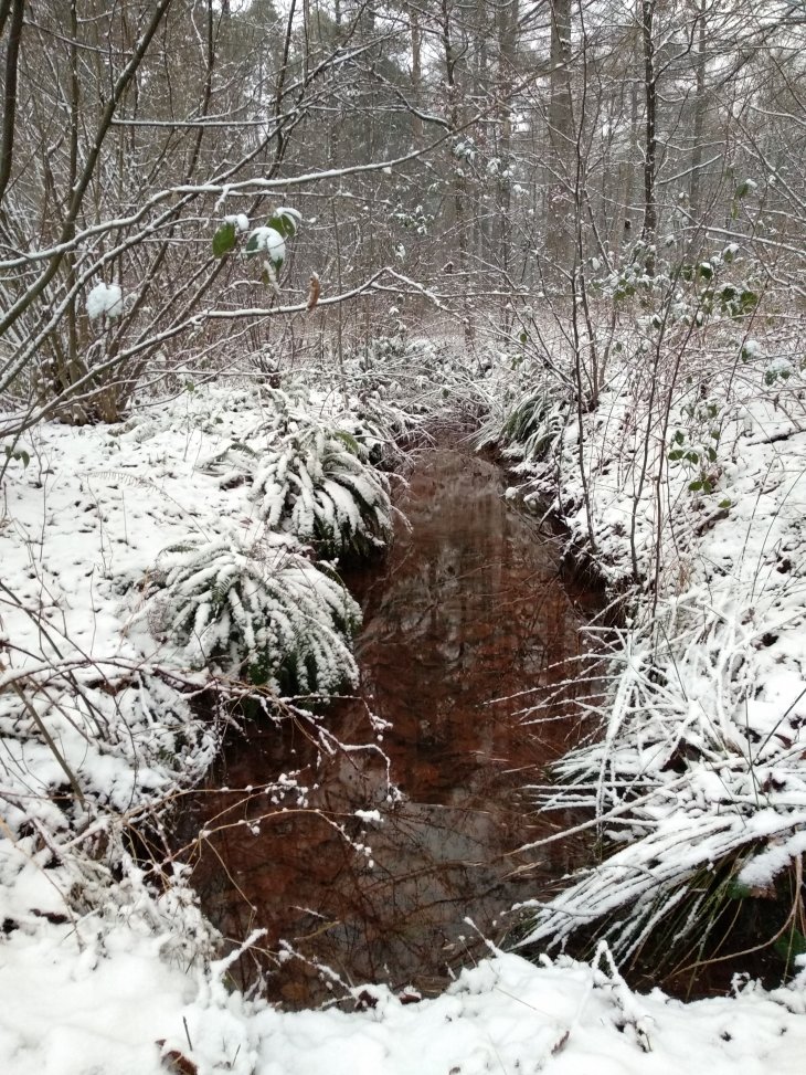 Sneeuw in Maria-ter-Heide