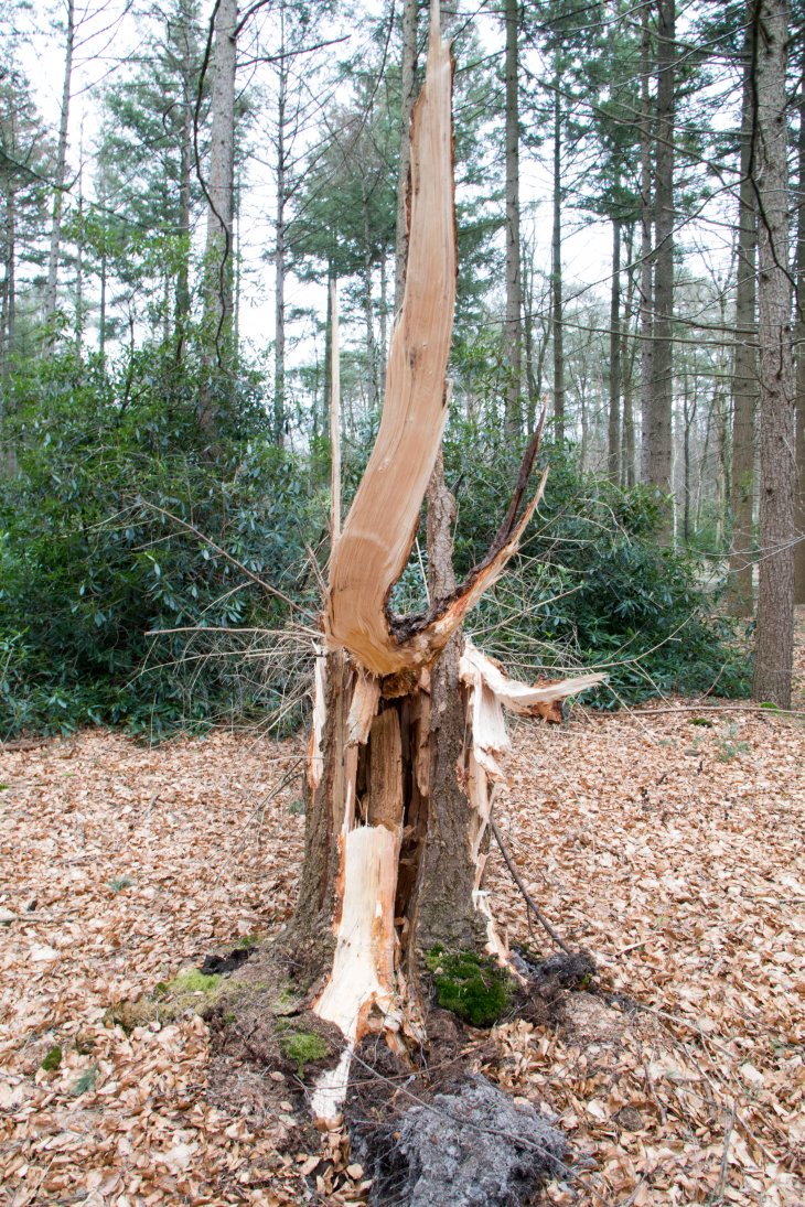 Stormschade Eunice (Domein De Inslag)