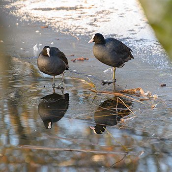 Meerkoeten in de Inslag