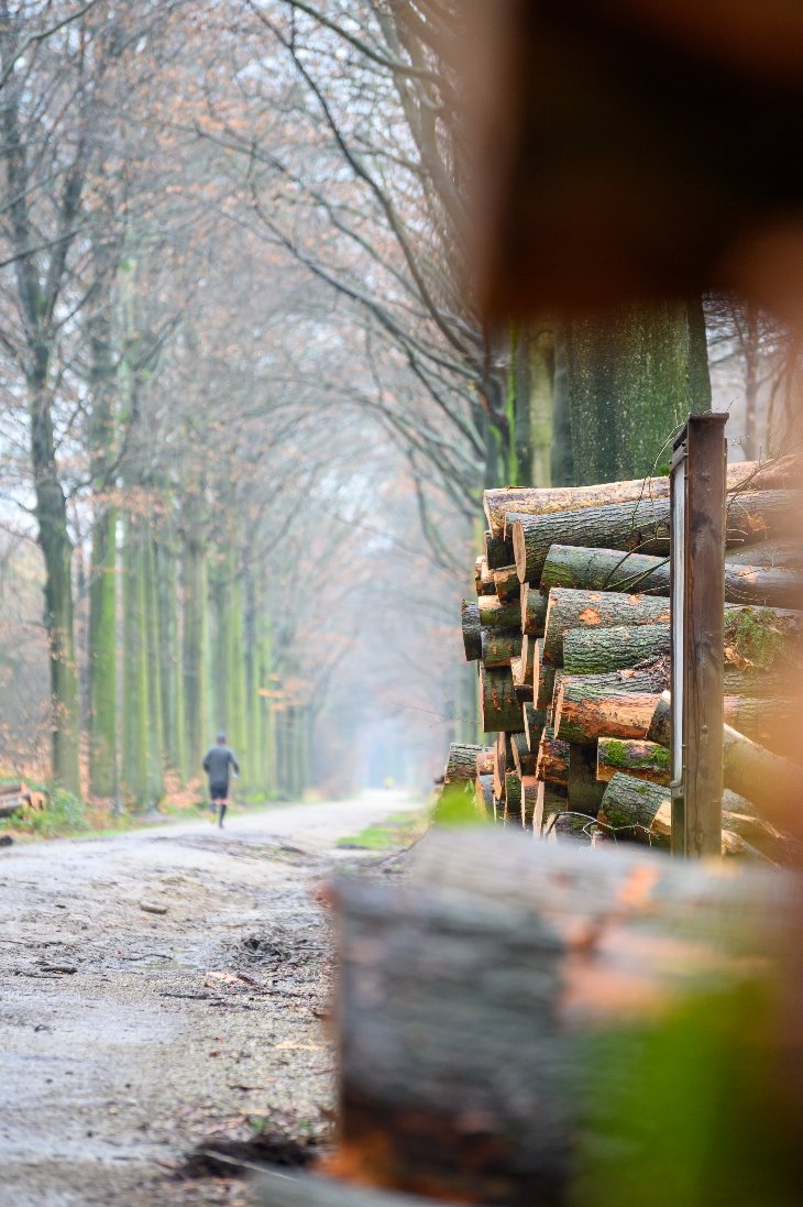 Gekapte bomen in domein De Inslag.