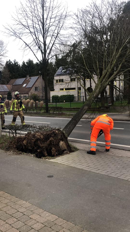 Omgewaaide boom Sint-Jobsesteenweg.