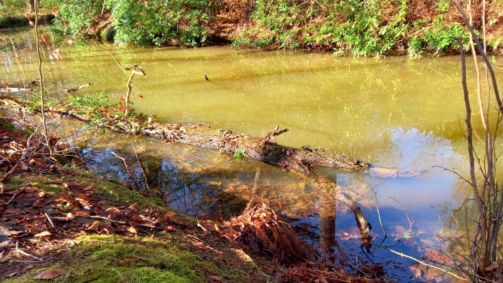 Stormschade Eunice (Park De Mik - Hofgracht)