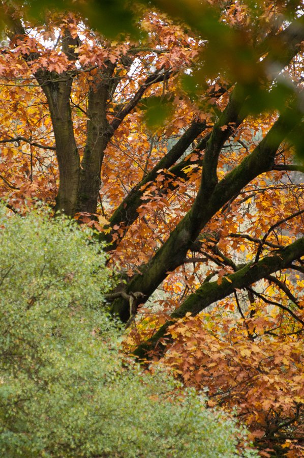 Herfst in Maria-ter-Heide 2019 (16)