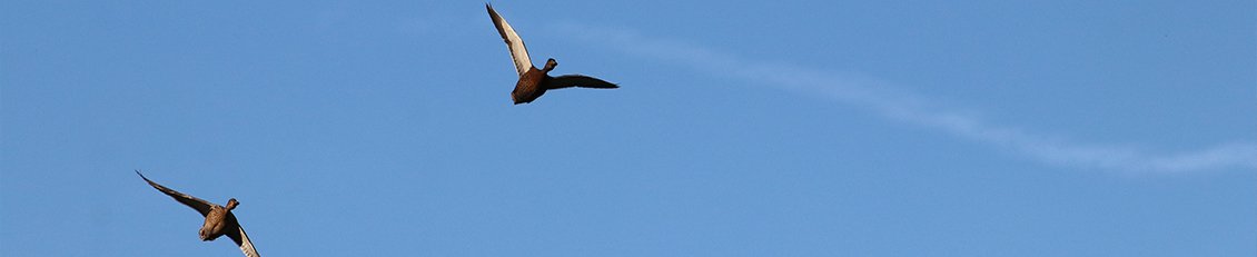 Eenden in volle vlucht - Park De Mik