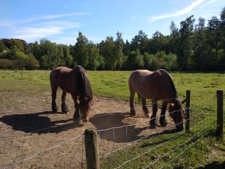 Oogstfeest Kinderboerderij 2019 3