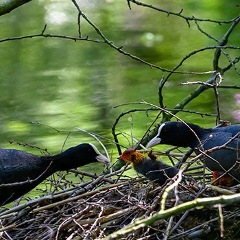 Waterkoeten in de Inslag