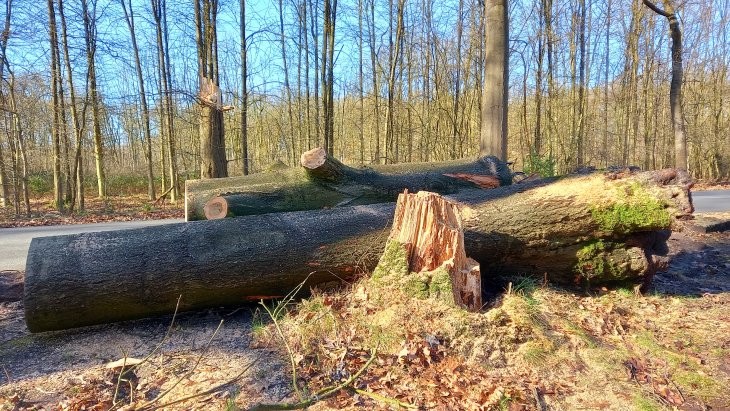 Stormschade Eunice (Kerkedreef - Hofgracht)