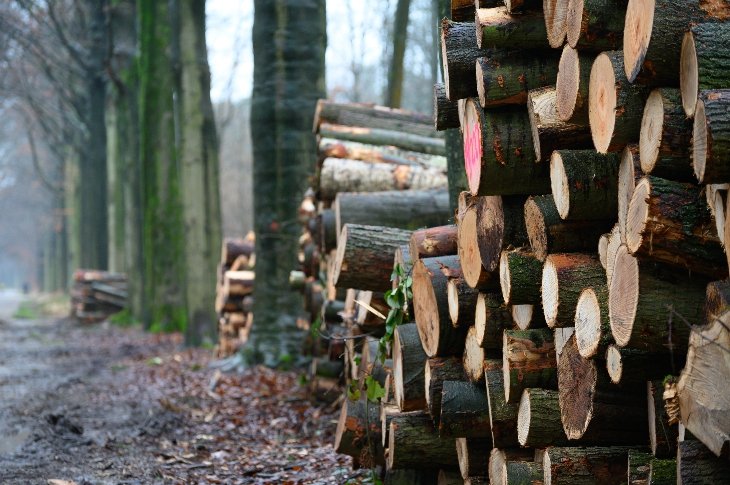 Gekapte bomen in domein De Inslag.