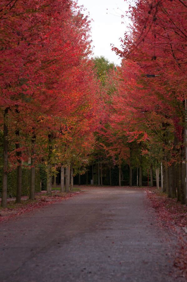 Herfst in Maria-ter-Heide 2019 (5)