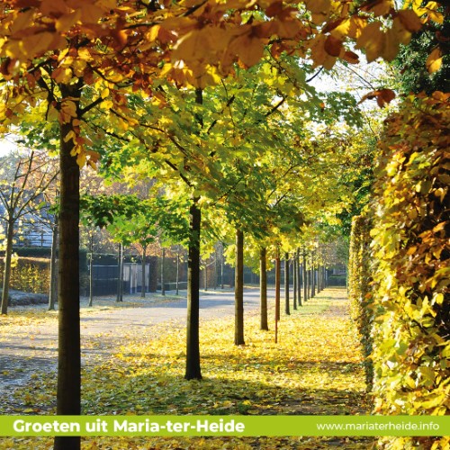 Herfst in Maria-ter-Heide